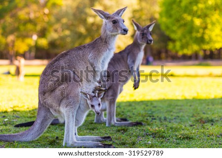 Kangaroo Mother and Baby in Pouch