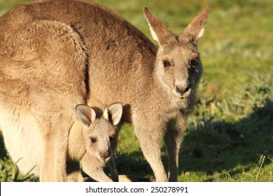 12,371 Joey kangaroo Images, Stock Photos & Vectors | Shutterstock