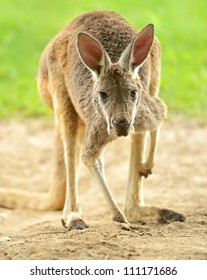 A kangaroo is in a natural habitat