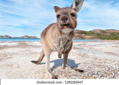 Kangaroo On The Beach Australia