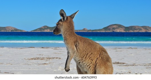 Kangaroo On The Beach - AUSTRALIA