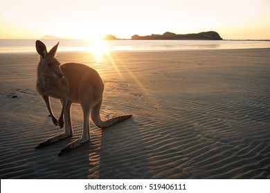 Kangaroo on a beach at Cape Hillsborough in Queensland, Australia