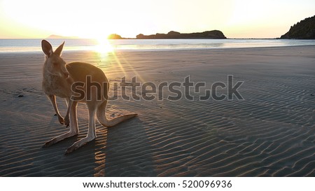 Kangaroo on a beach at Cape Hillsborough in Queensland, Australia