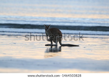 Similar – Image, Stock Photo kangaroo silhouette