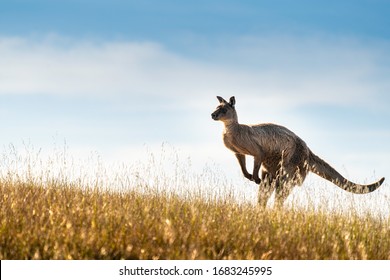 Kangaroo On Kangaroo Island, South Australia