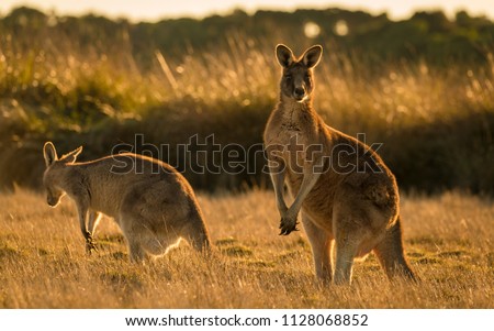 Kangaroo in open field during a golden sunset