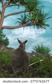 Kangaroo Overlooking Ocean Cliffs in Rain on North Stradbroke Island