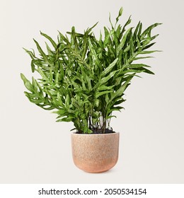 Kangaroo Paw Fern In A Ceramic Pot