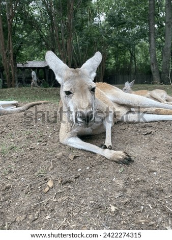 Kangaroo peacefully laying on dirt