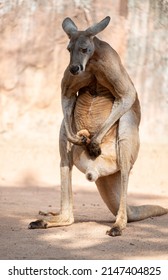 Kangaroo Play His Distended Scrotum