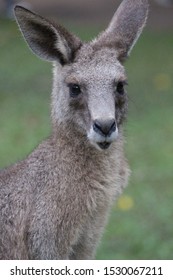 Kangaroo portrait Australian cute animal