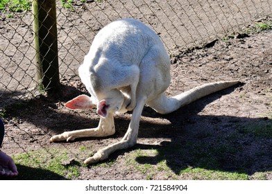 A Kangaroo Putting His Head Inside His Pouch.