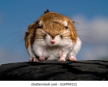 A Kangaroo Rat Native To Arizona Apparently Day Dreaming. These Rodents Get Their Name Because They Hop Just Like A Kangaroo. They Are Also Nocturnal. It Is Rare To Find One In The Daylight.