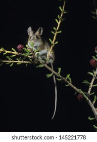 Kangaroo Rat On Twig