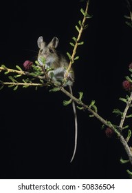 Kangaroo Rat On Twig