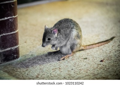 Kangaroo Rat In The Zoo