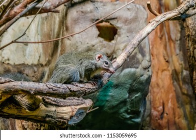 Kangaroo Rat In The Zoo