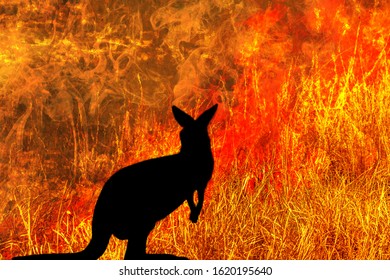 Kangaroo Silhouette Looking A Fire In Australia Forests. Australian Wildlife In Bushfires 2019 And 2020. Conceptual: Save Kangaroos, Global Warming, Natural Disaster, Climate Change.