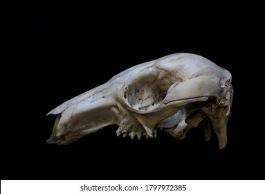 131 Kangaroo skeleton Images, Stock Photos & Vectors | Shutterstock