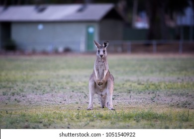 Kangaroo Standing On Its Legs Looking Straight In Front Of Him. The Kankaroo Is In A Park In Halls Gap Australia.