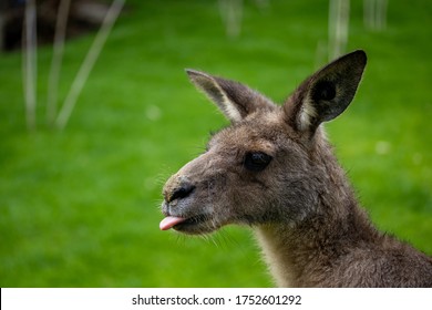 25 Kangaroo with tongue sticking out Images, Stock Photos & Vectors ...