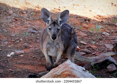 Kangaroo Struggling To Stay Awake In Australian Heat