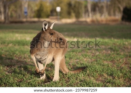 Kangaroo in the Sun at the Heirisson Island Kangaroo Sanctuary in Perth, Western Australia