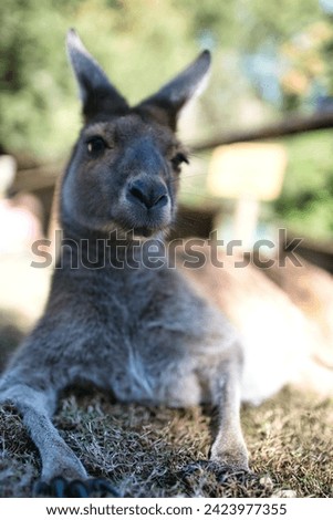 Kangaroo in the Sun at an Kangaroo Sanctuary in Perth, Western Australia. This was on a sunny morning during winter. June 2022.