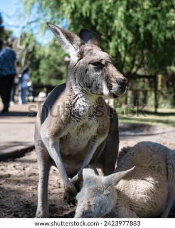 Kangaroo in the Sun at an Kangaroo Sanctuary in Perth, Western Australia. This was on a sunny morning during winter. June 2022.