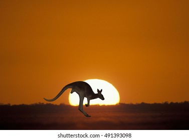 Kangaroo At Sunset In Outback Australia.