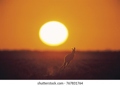 Kangaroo At Sunset, Outback Australia,