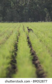 Kangaroo In Tea Tree Plantation