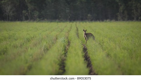 Kangaroo In Tea Tree Plantation