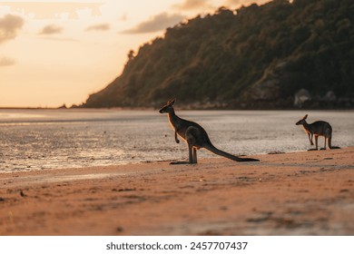 Kangaroo Wallaby at the beach during sunrise in cape hillsborough national park, Mackay. Queensland, Australia.