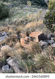 Kangaroo Wallaby hide between weed