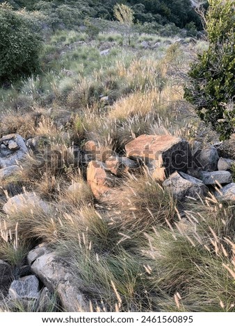 Kangaroo Wallaby hide between weed