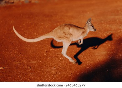 Kangaroo Wallaby Running Across Red Dirt Field Outback Western Australia Kimberley Station Wildlife