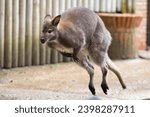 kangaroo while jumping close up portrait