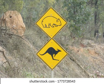 kangaroo and wombat