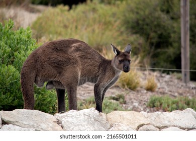 the kangaroo-island kangaroo is brown with a black nose and paws - Shutterstock ID 2165501011