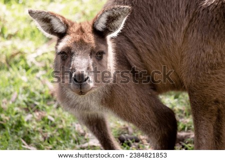 the kangaroo-Island Kangaroo has a light brown body with a white under belly. They also have black feet and paws