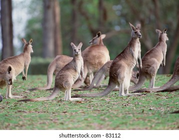 2,121 Grampians national park Images, Stock Photos & Vectors | Shutterstock