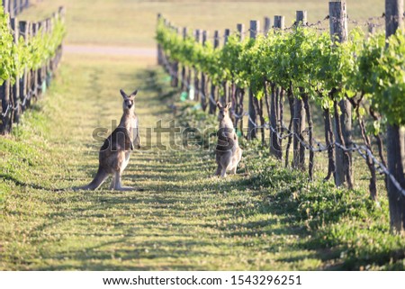 Kangaroos amongst the grape vines in the Hunter Valley.