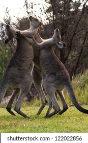 Kangaroos Boxing
