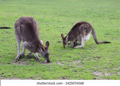 Kangaroos Family Eating In A Australian Farm