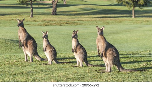 Kangaroos feeding, Australia - Shutterstock ID 209667292