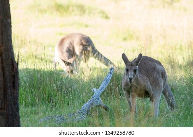 Kangaroos Feeding At Dusk In The Australian Bush