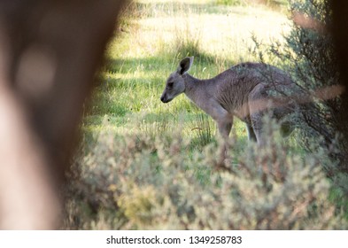 Kangaroos Feeding At Dusk In The Australian Bush