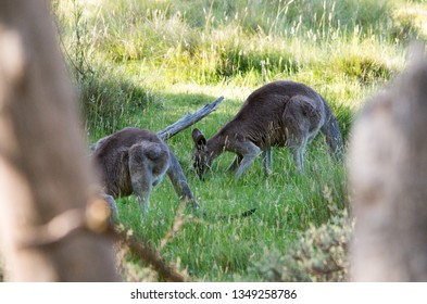 Kangaroos Feeding At Dusk In The Australian Bush