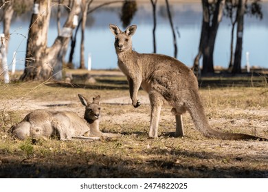 Kangaroos the Iconic Australian wildlife lay down and sunbathing in the cold morning in winter at lakeside campground  of Leslie Dam, Warwick, Queensland, Australia  - Powered by Shutterstock